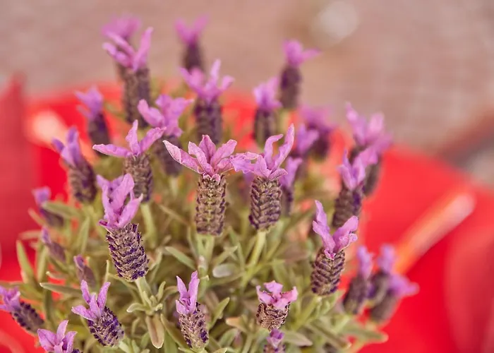 Sankt Maximilian ברנקסטל - קיס